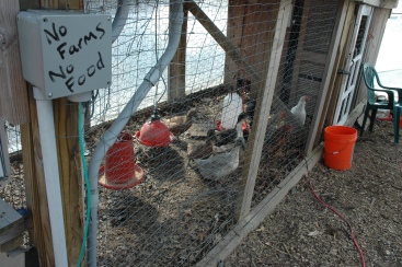 Ducks and chickens are among the denizens of ECO City Farms.
