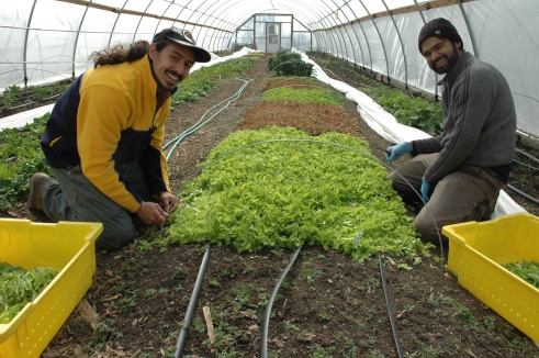 Christian Melendez and John Costa harvest oak leaf lettuce in one of the four hoop houses at ECO City Farms.